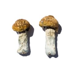 where can i get magic mushrooms