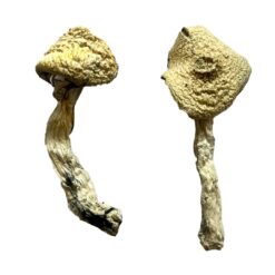 buying magic mushrooms