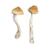 have a good trip adventures in psychedelics​
