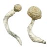 can u eat raw mushrooms​