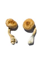 mdma pills for sale​