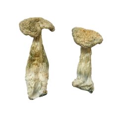 Buy Leucistic Burma Magic Mushrooms