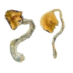 Buy Panama Magic Mushrooms